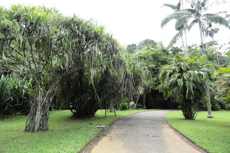 Sri Lanka, Kandy, Royal Botanical Garden